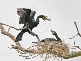 _MG_5520 Neotropic Cormorant.jpg
