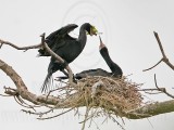 _MG_5525 Neotropic Cormorant.jpg