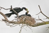_MG_5527 Neotropic Cormorant.jpg