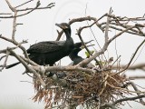 _MG_5593 Neotropic Cormorant.jpg