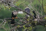 _MG_5874 Anhinga.jpg