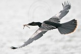 _MG_6243 Anhinga.jpg