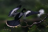 _MG_6268 Anhinga.jpg