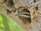 _MG_6700 Pileated Woodpecker.jpg