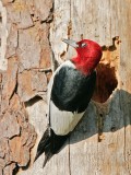 _MG_0305 Red-headed Woodpecker.jpg
