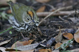 _MG_3109 Ovenbird.jpg