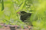 _MG_3189 Ovenbird.jpg