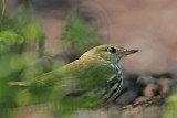 _MG_3838 Ovenbird.jpg