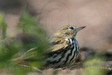 _MG_3846 Ovenbird.jpg