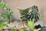 _MG_3925 Ovenbird.jpg