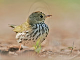 _MG_4072 Ovenbird.jpg