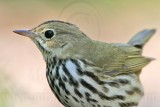 _MG_4093 Ovenbird.jpg