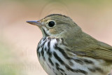 _MG_4094 Ovenbird.jpg