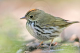 _MG_4097 Ovenbird.jpg