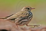 _MG_4116 Ovenbird.jpg