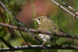 _MG_4486 Ovenbird.jpg