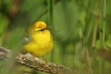 _MG_4995 Blue-winged Warbler.jpg