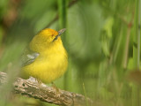 _MG_5001 Blue-winged Warbler.jpg