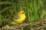 _MG_5053 Blue-winged Warbler.jpg
