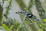 _MG_3247 Black-and-white Warbler.jpg