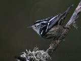 _MG_6515 Black-and-white Warbler.jpg