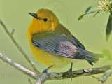 _MG_2825 Prothonotary Warbler.jpg