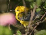 _MG_4929 Prothonotary Warbler.jpg