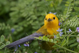 _MG_5647 Prothonotary Warbler.jpg