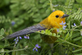 _MG_5650 Prothonotary Warbler.jpg