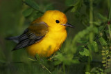 _MG_5886 Prothonotary Warbler.jpg