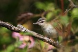 _MG_4357 Red-eyed Vireo.jpg