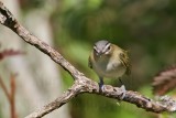 _MG_4402 Red-eyed Vireo.jpg