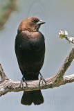 _MG_2924 Brown-headed Cowbird.jpg