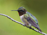 _MG_5236 Ruby-throated Hummingbird.jpg