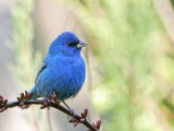 _MG_4606 Indigo Bunting.jpg