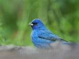 _MG_4629 Indigo Bunting.jpg