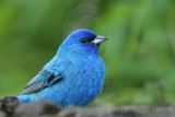 _MG_4712 Indigo Bunting.jpg