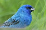 _MG_4780 Indigo Bunting.jpg