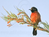 _MG_6262 Orchard Oriole.jpg