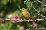 _MG_4441 Summer Tanager.jpg