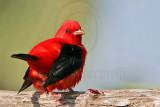 _MG_4966 Scarlet Tanager.jpg