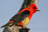 _MG_5068 Scarlet Tanager.jpg
