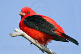 _MG_5194 Scarlet Tanager.jpg