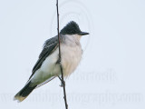 _MG_6488 Eastern Kingbird.jpg