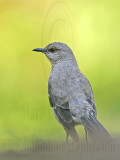 _MG_4654 Northern Mockingbird.jpg