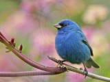 _MG_6877 Indigo Bunting.jpg