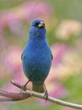 _MG_6913 Indigo Bunting.jpg