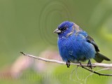 _MG_7111 Indigo Bunting.jpg