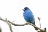 _MG_7372 Indigo Bunting.jpg
