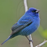 _MG_7463 Indigo Bunting.jpg
